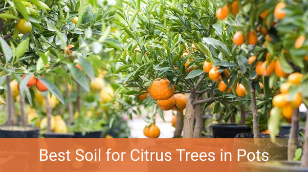 The Best Pot Soil For Nourishment Of Citrus Trees Gardening Adviser