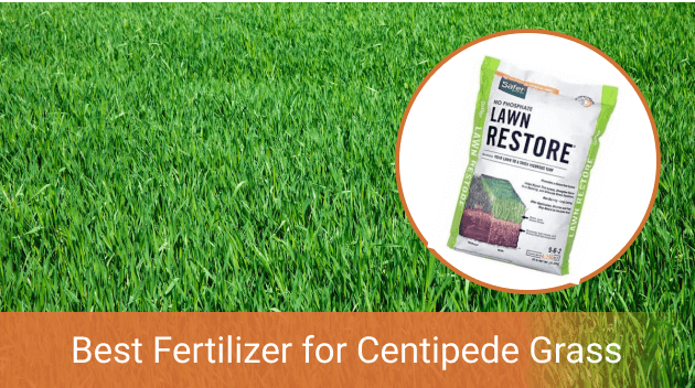 Best Fertilizer for Centipede Grass – Reviews and Buyer’s Guide [June 2020]