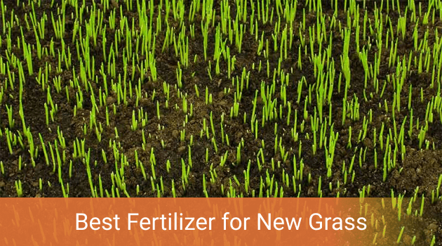 Best Fertilizer for New Grass Seed. Different Grass Types Are Covered