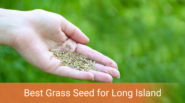 Best Grass Seed for Long Island Region Lawns: Top-5 Grasses to Plant