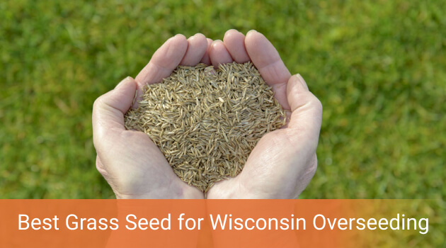 40++ Best grass seed for wisconsin ideas in 2021 