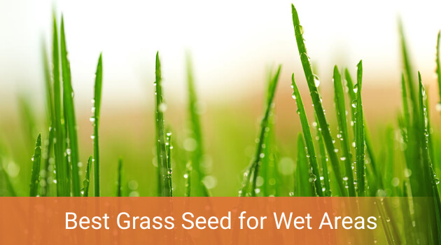 Best Sod Seed for Wet and Muddy Areas - Choose the Best Options