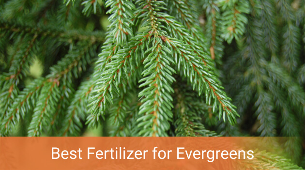 Best Fertilizer For Evergreens Add Emerald Color To Your Trees And Shrubs