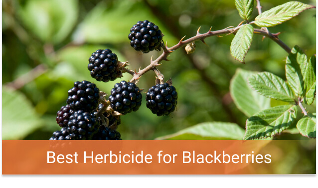 The Best Remedy for Persistent Blackberry Weed